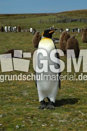 Königspinguin (68 von 84).jpg